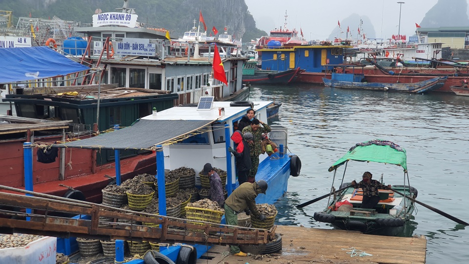 Mục sở thị chợ cá nổi tiếng ở Cái Rồng, Vân Đồn sau "bão" Covid-19 | Báo Dân trí